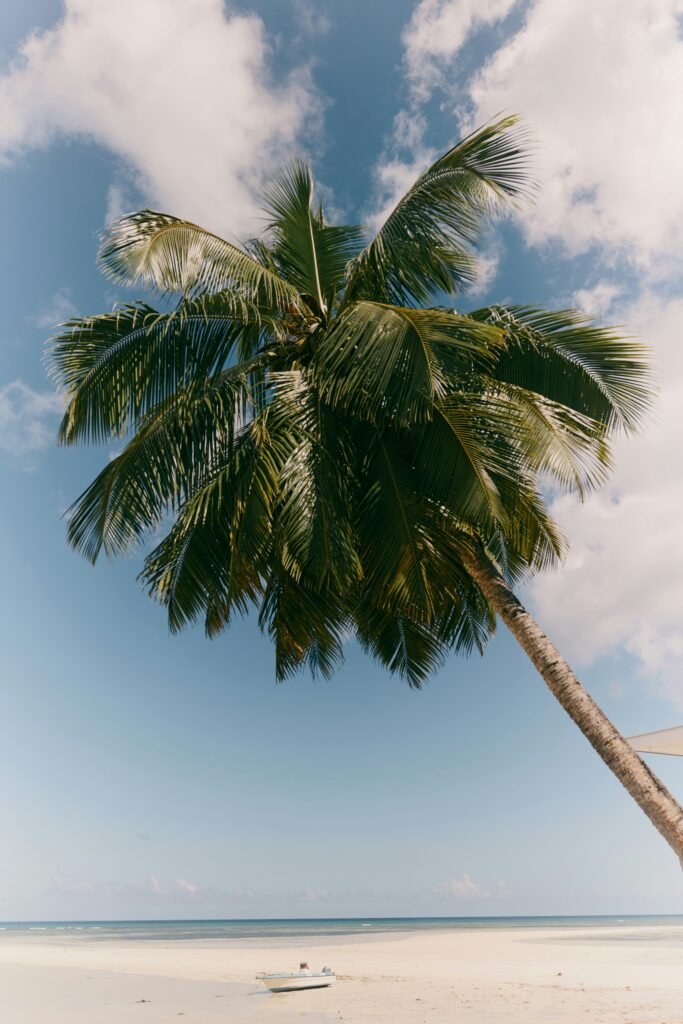 Coconut tree