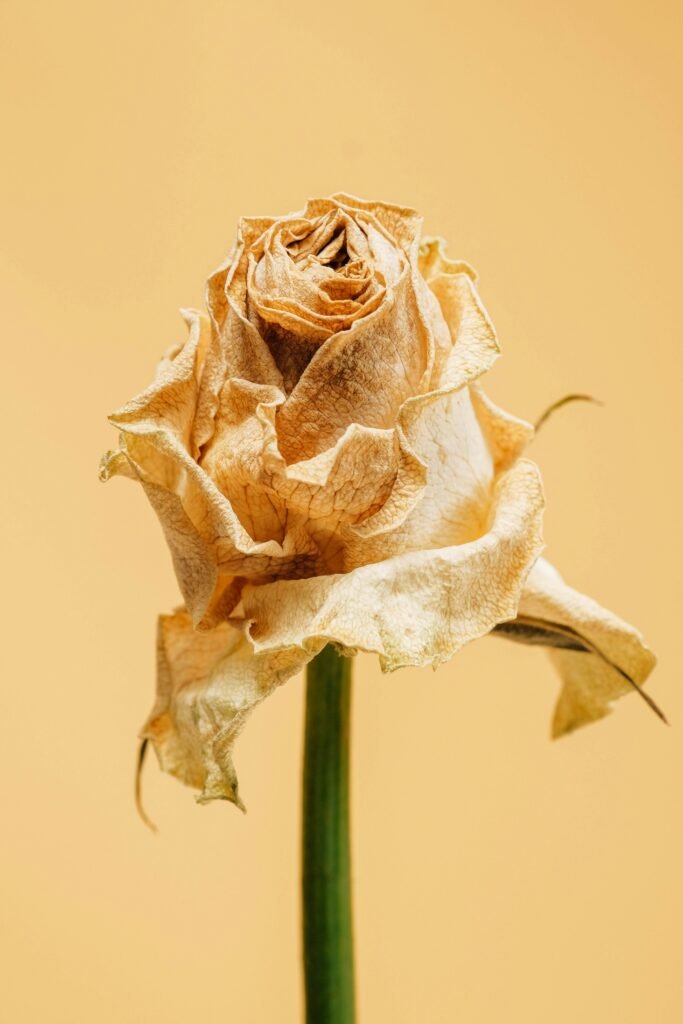 flower image